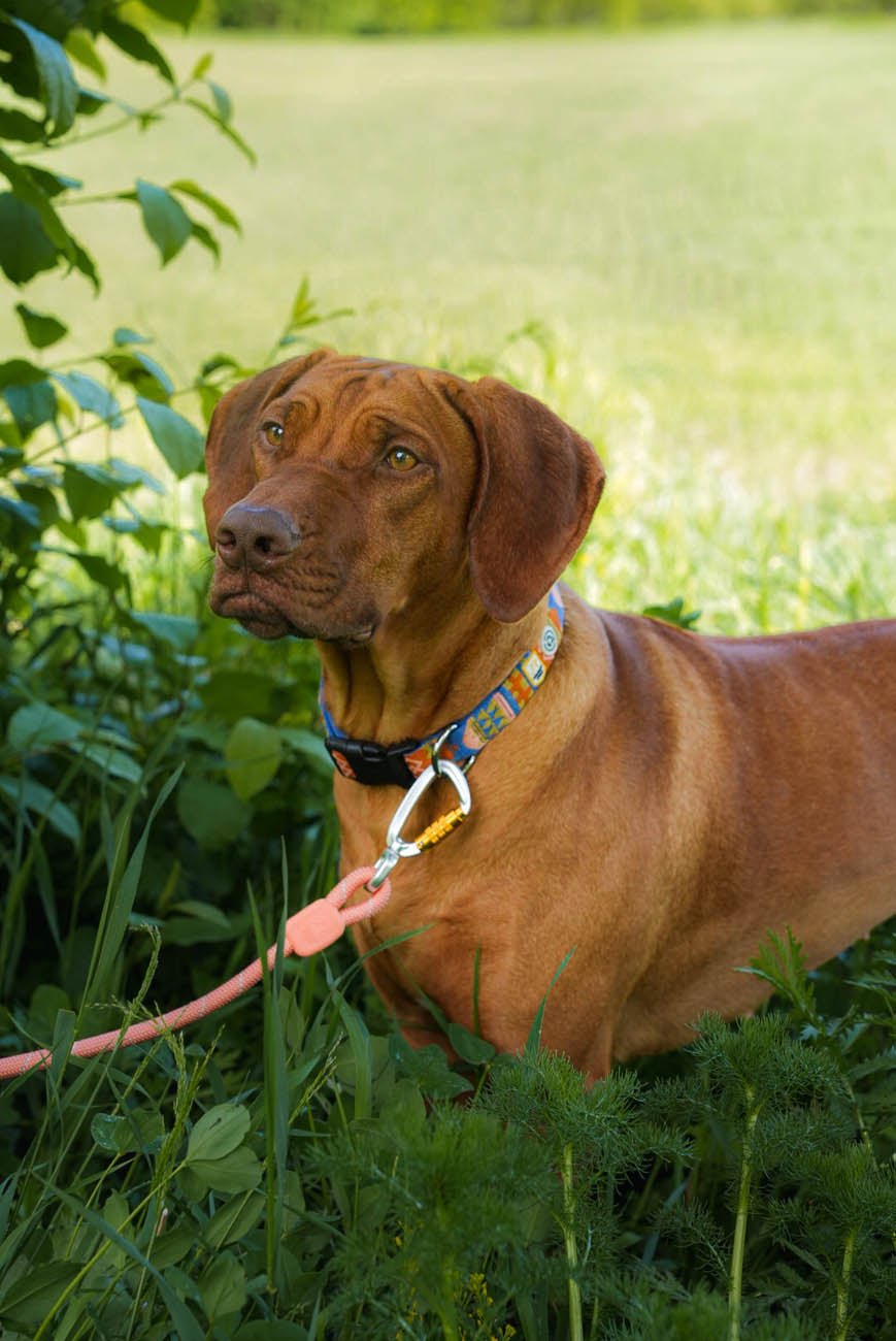 Rope Leash Salmon Pink - 8mm