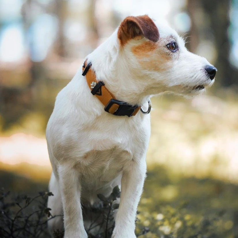 Sea to Summit Dog Collar - Woolly Wolf