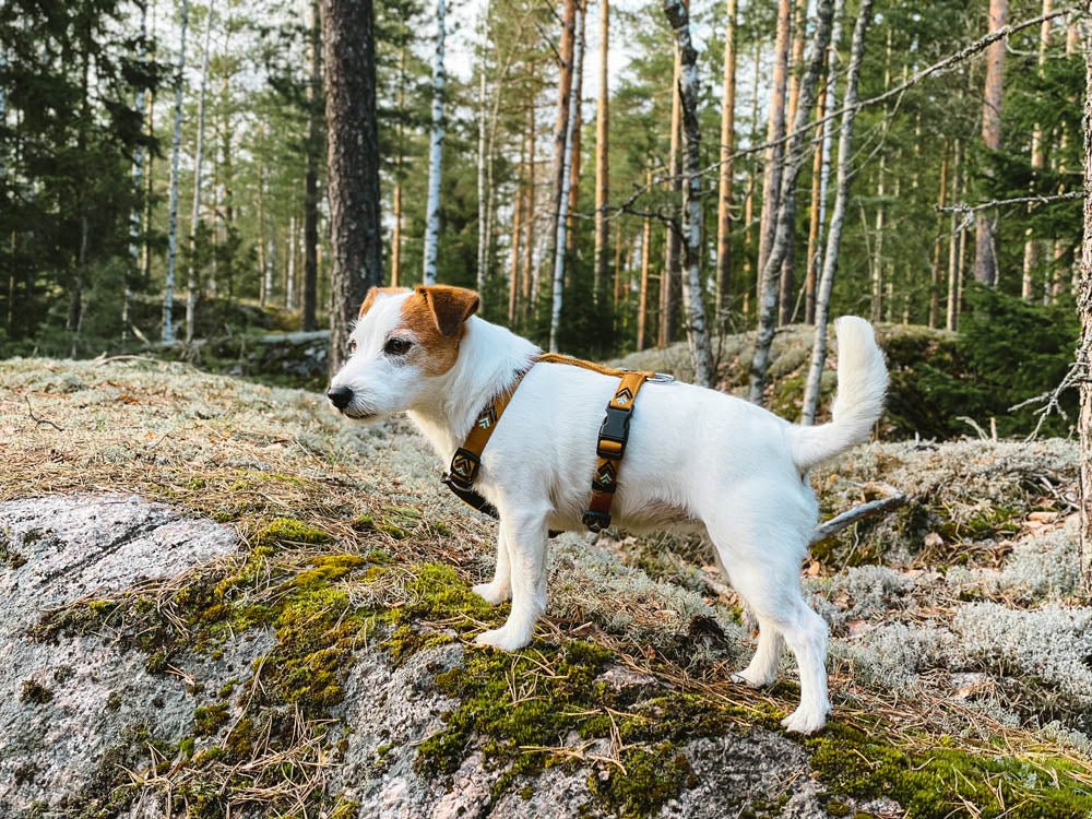 Sea to Summit Harness – Woolly Wolf