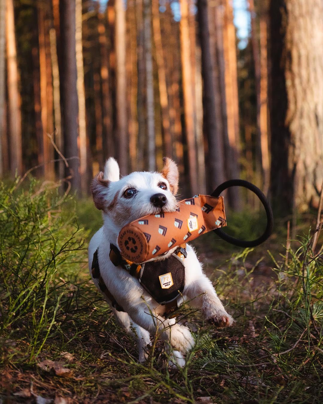 Woodland Floaty Fetch Toy -