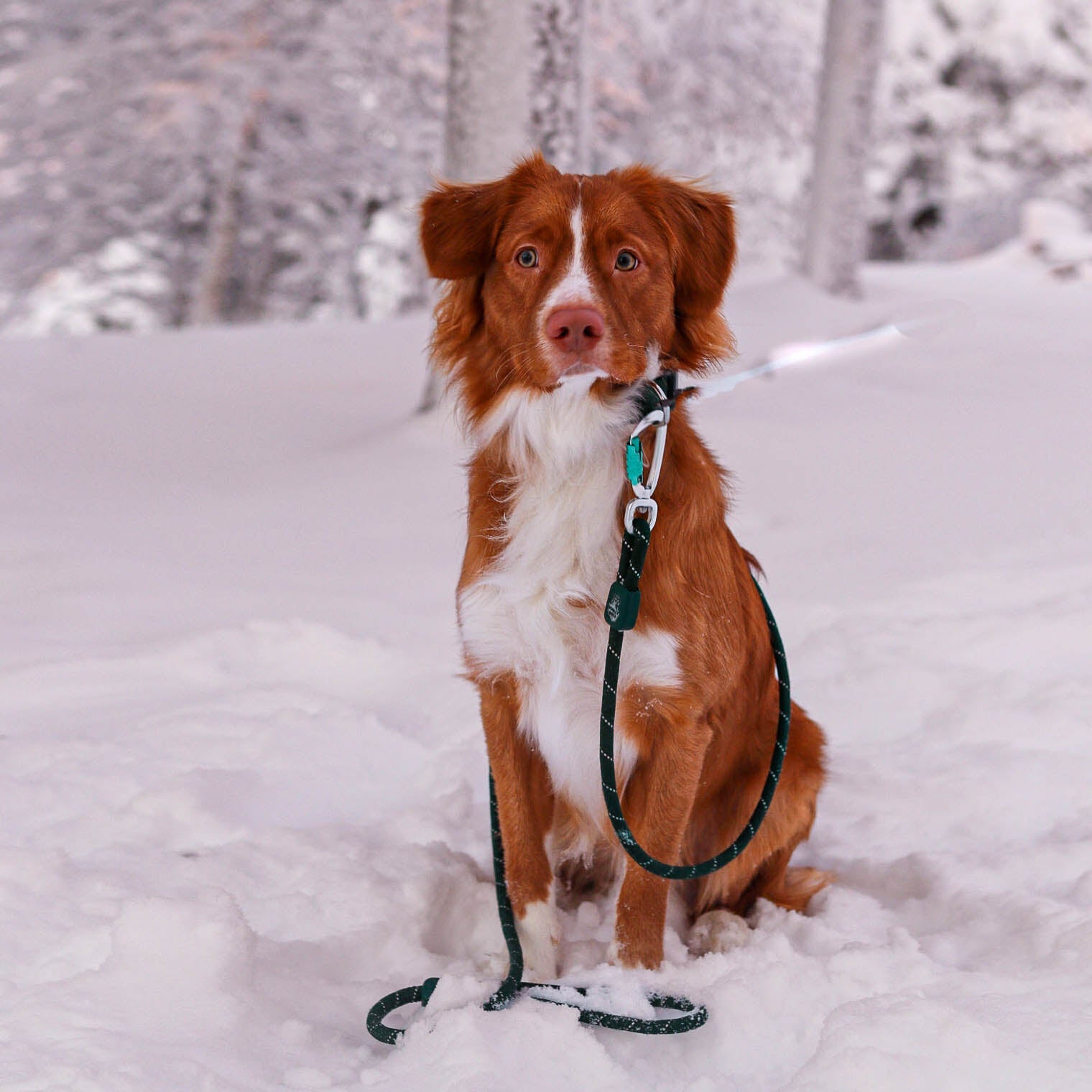 Woolly Wolf Rope Leash Evergreen -